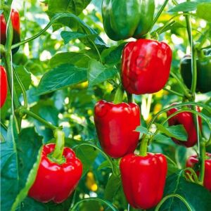 Kırmızı California Biber Fidesi 6 Adet