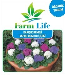 Karışık Renkli Vapur Dumanı Çiçeği Tohumu