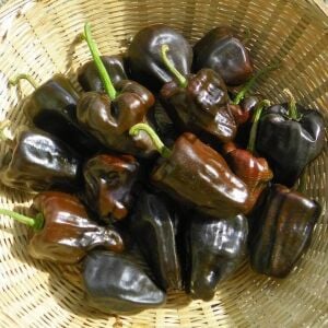 Chilhuacle Biberi Fidesi 6 Adet