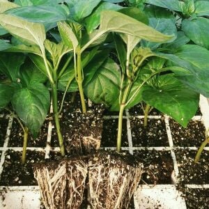 Kışlık Saksılık Hobi Fide Seti 36 Adet