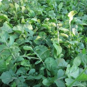 Geniş Yaprak Roka Fidesi 12 Adet