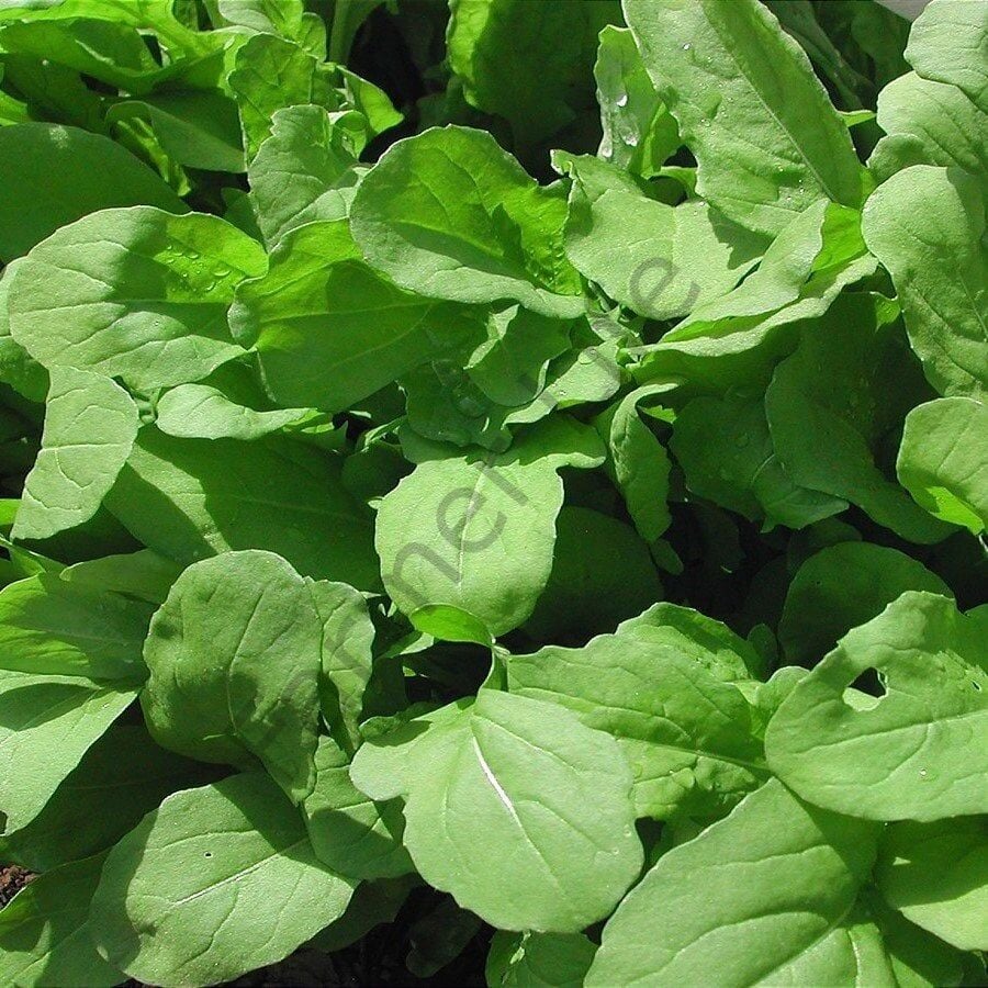 Geniş Yaprak Roka Fidesi 12 Adet