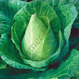 Jersey Lahana Fidesi 6 Adet