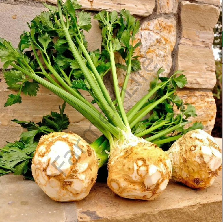 Yerli Kök Kereviz Fidesi 12 Adet