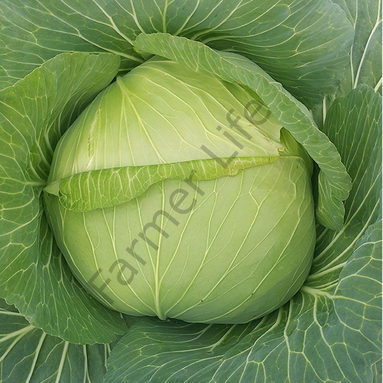 Beyaz Lahana Fidesi 6 Adet