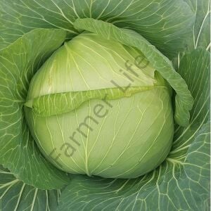 Beyaz Lahana Fidesi 6 Adet