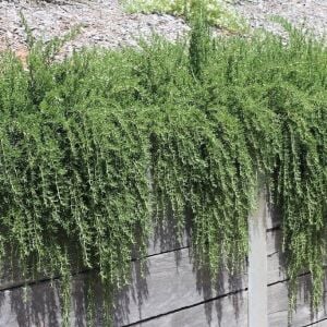 Rosmarinus Officinalis Yayılıcı Biberiye Fidesi 6 Adet