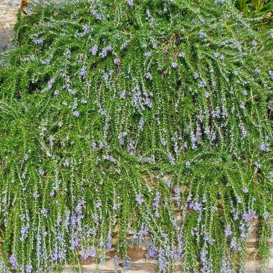 Rosmarinus Officinalis Yayılıcı Biberiye Fidesi 6 Adet
