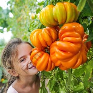 Akordion Domates Tohumu (10 Tohum)