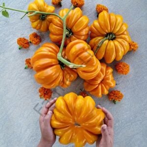 Akordion Domates Tohumu (10 Tohum)