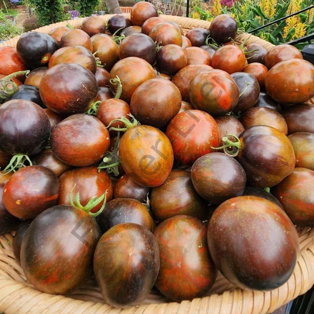 Cosmic Eclipse Domates Tohumu (10 Tohum)