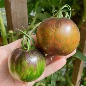 Cosmic Eclipse Domates Tohumu (10 Tohum)