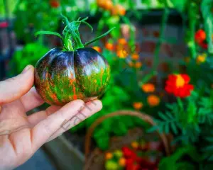 Cosmic Eclipse Domates Tohumu (10 Tohum)