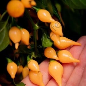 Biquinho Salmon Tatlı Biber Tohumu (10 Tohum)