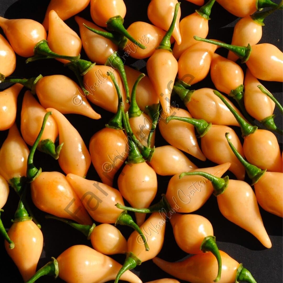 Biquinho Salmon Tatlı Biber Tohumu (10 Tohum)