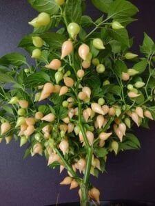 Biquinho Salmon Tatlı Biber Tohumu (10 Tohum)