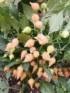 Biquinho Salmon Tatlı Biber Tohumu (10 Tohum)