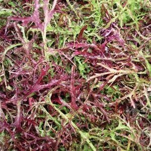 Kırmızı Kıvırcık Hardal Otu Fidesi 6 Adet