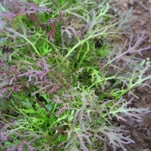 Kırmızı Kıvırcık Hardal Otu Fidesi 6 Adet