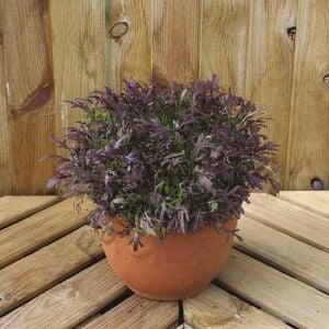 Kırmızı Kıvırcık Hardal Otu Fidesi 6 Adet