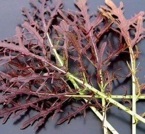 Kırmızı Kıvırcık Hardal Otu Fidesi 6 Adet