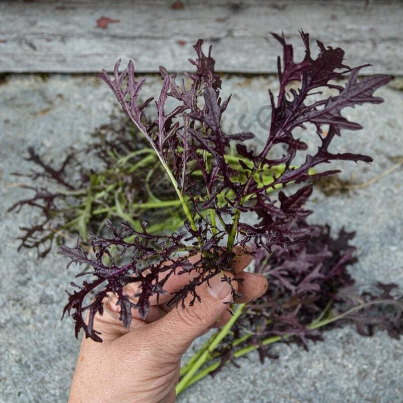 Kırmızı Kıvırcık Hardal Otu Fidesi 6 Adet