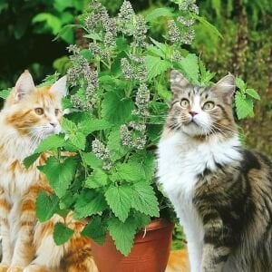 Kedi Nanesi Fidesi 6 Adet