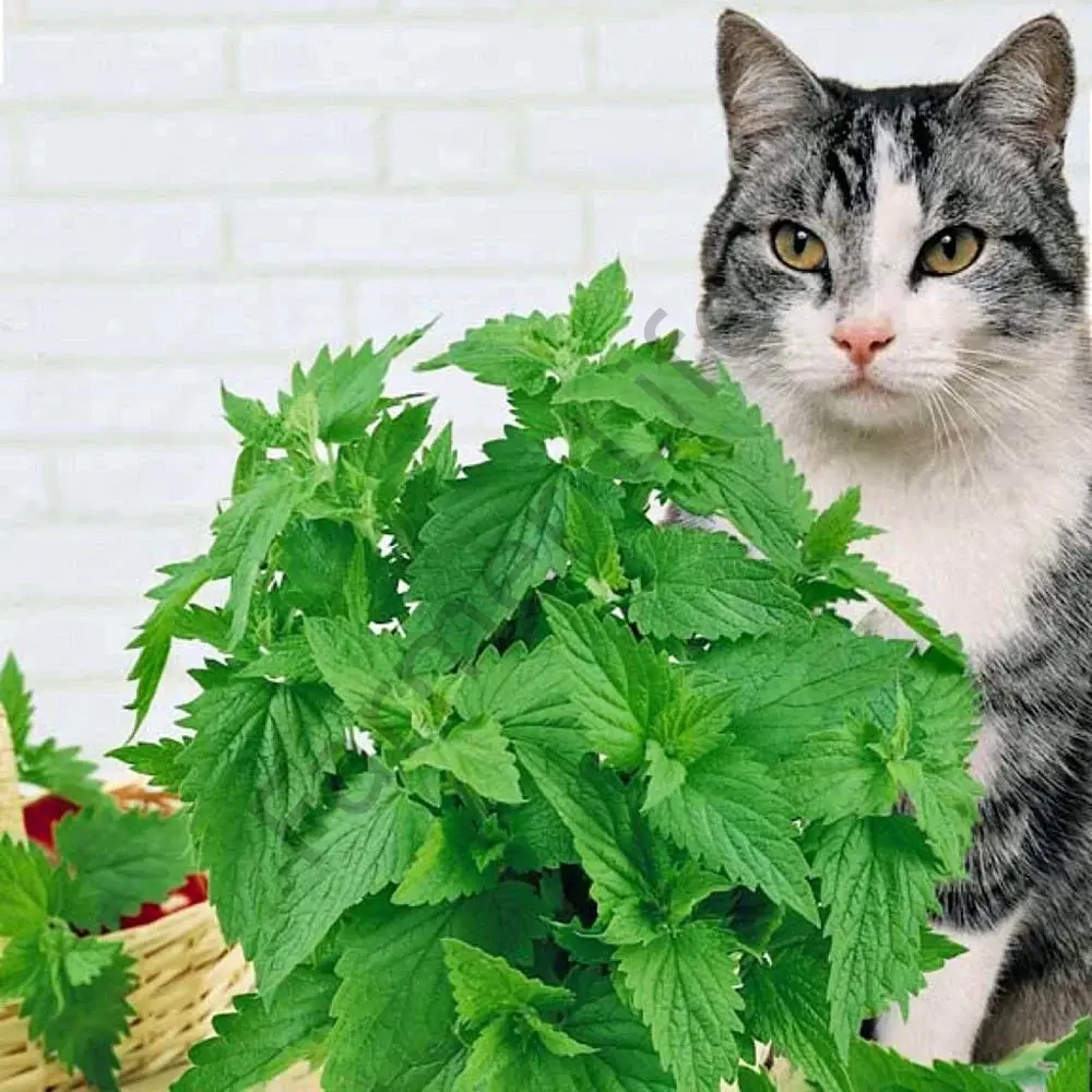 Kedi Nanesi Fidesi 6 Adet