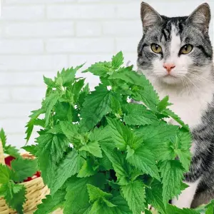 Kedi Nanesi Fidesi 6 Adet