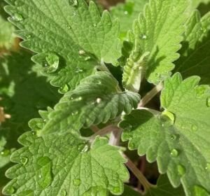 Kedi Nanesi Fidesi 6 Adet