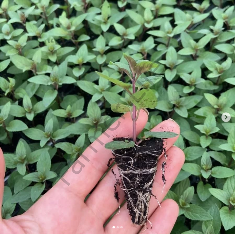 Mentha Piperita Tıbbi Nane Fidesi 6 Adet