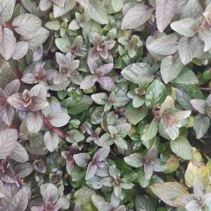 Mentha Piperita Tıbbi Nane Fidesi 6 Adet