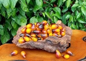 İndigo Pear Domates Tohumu