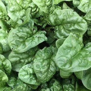 Yediveren Ispanak Tohumu (300 Tohum)