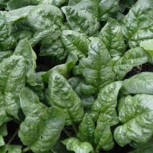 Yediveren Ispanak Tohumu (300 Tohum)