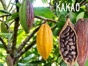 Organik Kakao Ağacı Tohumu