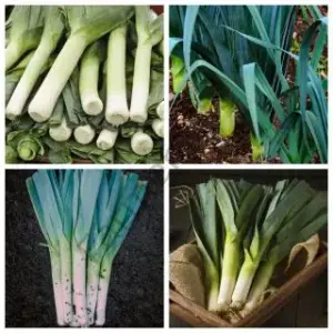 Pırasa Tohumu (200 Tohum)