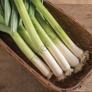 Pırasa Tohumu (200 Tohum)