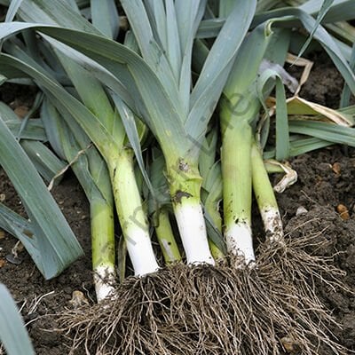 Pırasa Tohumu (200 Tohum)