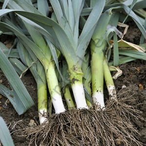 Pırasa Tohumu (200 Tohum)