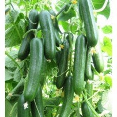 Erkenci Badem Salatalık Tohumu (50 Tohum)