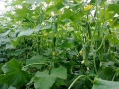 Erkenci Badem Salatalık Tohumu (50 Tohum)