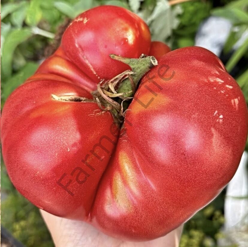 Bulgar Pembesi Domates Tohumu (10 Tohum)