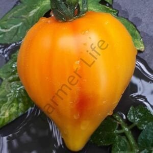 Midnight Sun (Mozaik Yürek) Domates Tohumu (10 Tohum)