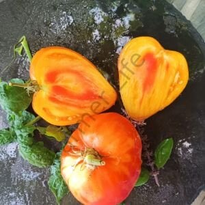 Midnight Sun (Mozaik Yürek) Domates Tohumu (10 Tohum)