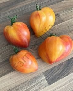 Midnight Sun (Mozaik Yürek) Domates Tohumu (10 Tohum)