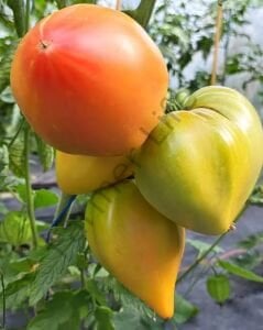 Midnight Sun (Mozaik Yürek) Domates Tohumu (10 Tohum)