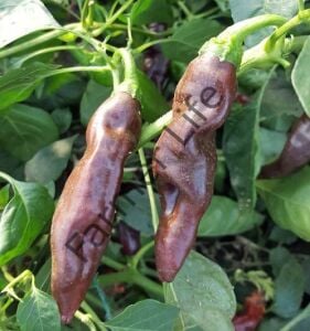 Ethiopian Brown Biber Tohumu (10 Tohum)