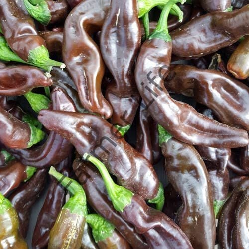 Ethiopian Brown Biber Tohumu (10 Tohum)