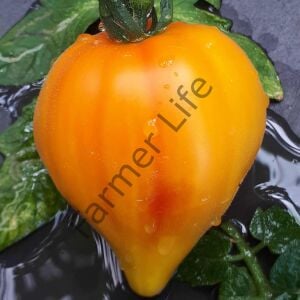 Midnight Sun (Mozaik Yürek) Domates Fidesi 6 Adet